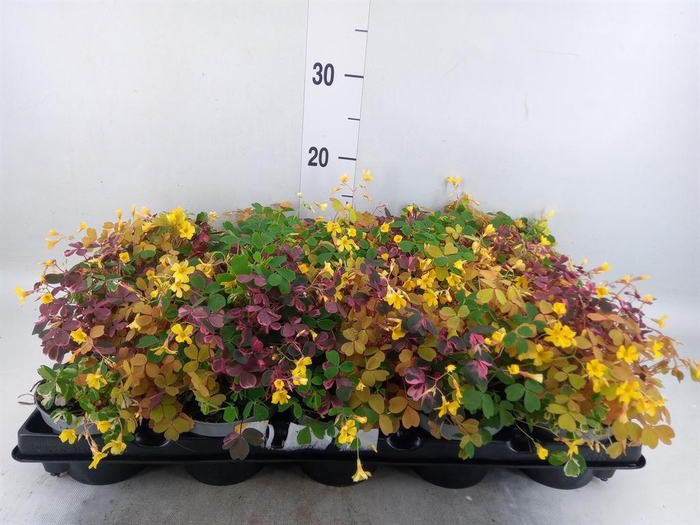 <h4>Oxalis   ...</h4>