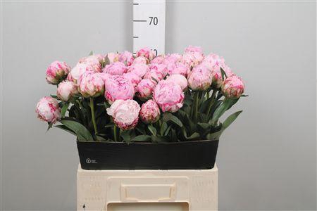 <h4>Paeo Sara Bernhard</h4>