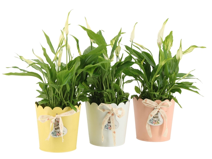 <h4>4501132: Solutionss Easter</h4>