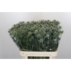 Eryngium Silver Dynamite