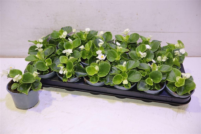 <h4>arr8 Bego Se Ov</h4>