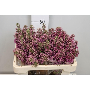 Syr V Ludwig Spaeth 2+