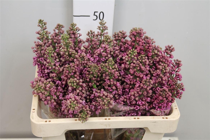 <h4>Syr V Ludwig Spaeth 2+</h4>