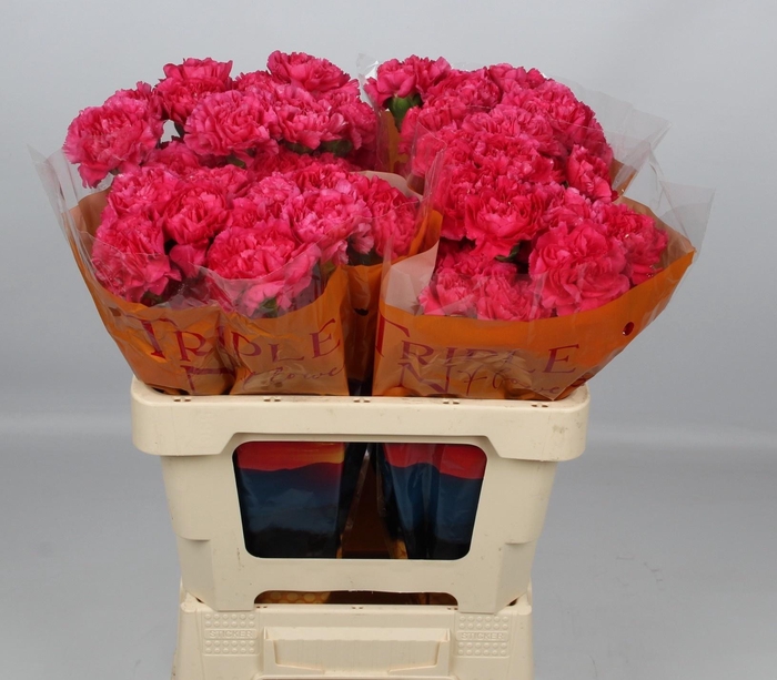 <h4>DI ST OCASO+</h4>