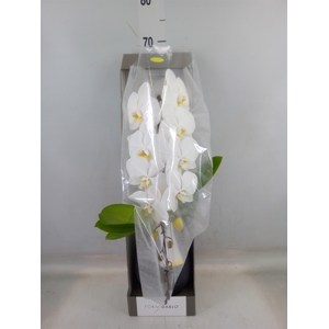 Phalaenopsis   ...white