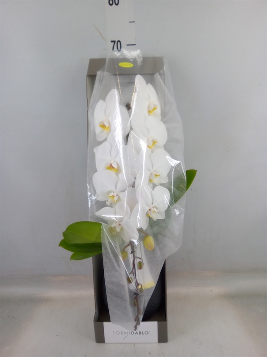 <h4>Phalaenopsis   ...white</h4>