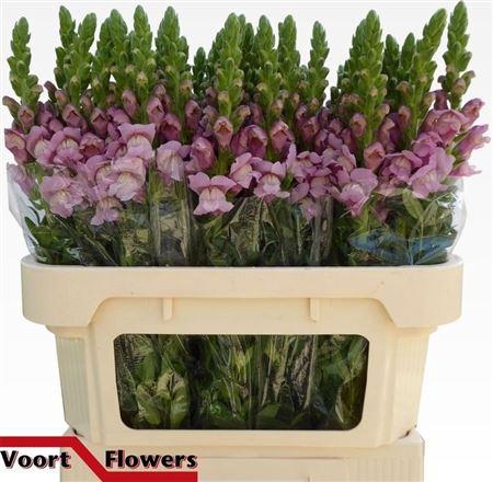 <h4>Antir Potomac Lavender</h4>