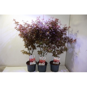 arr8 Acer Pa Skeet Broom