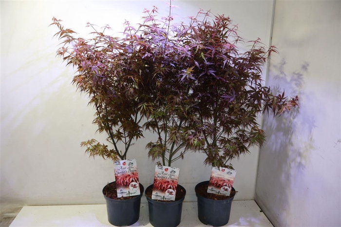 <h4>arr8 Acer Pa Skeet Broom</h4>