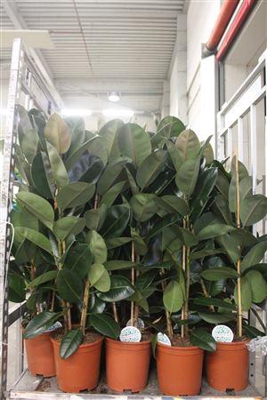 <h4>Fic El Robusta 2 Stek Pp</h4>