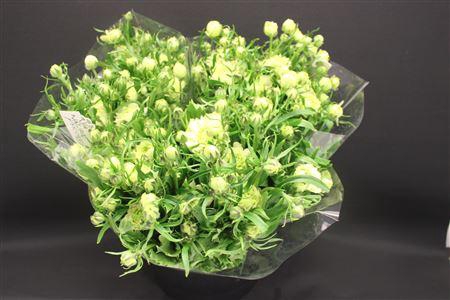 <h4>Ran Moderna Cometa</h4>