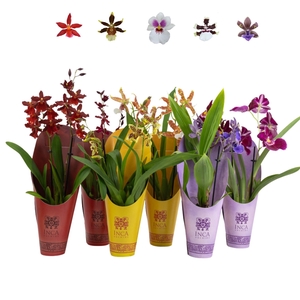 Inca Rainbow mix 2 spike 9cm in luxury potcovers