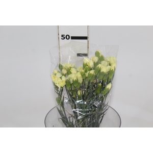 CRAVO SPRAY XANTHE 050 CM AMARELO