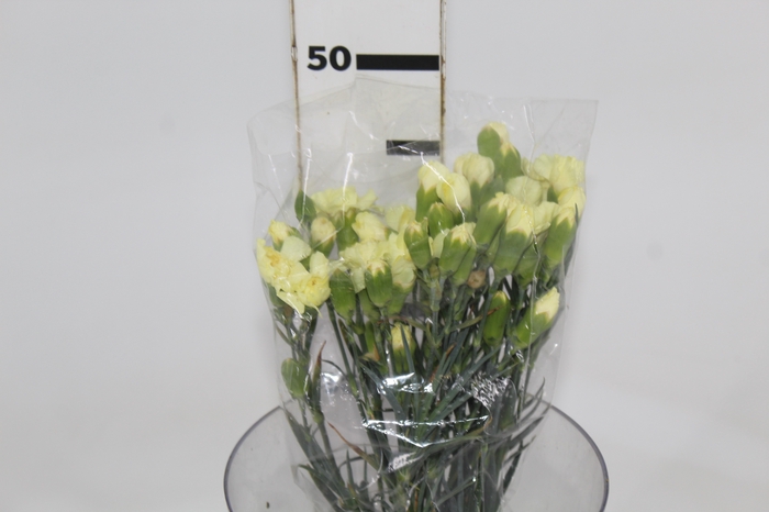 <h4>CRAVO SPRAY XANTHE 050 CM AMARELO</h4>