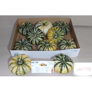 CUCURBITA  P-KE MON