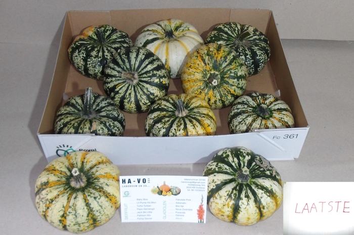 <h4>CUCURBITA  P-KE MON</h4>