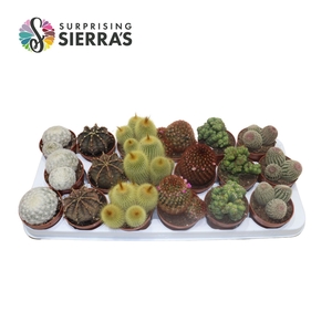 Sierra's® - Santiago Cactus Mix (Deluxe)