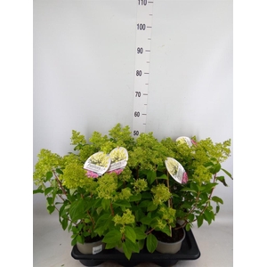 Hydrangea pan. 'Panflora'