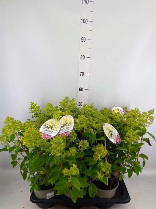 <h4>Hydrangea pan. 'Panflora'</h4>