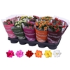 Kalanchoe Rosalina 12cm Mix, Tst Ho