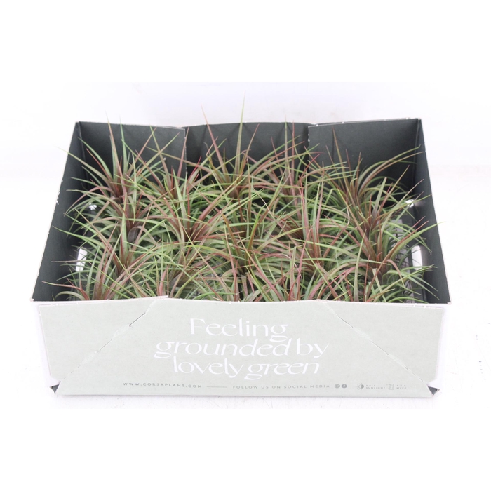 <h4>Arr3 Cp - Till Rainfores Medium</h4>