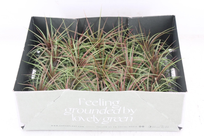 Arr3 Cp - Till Rainfores Medium