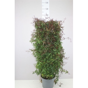 Jasminum Passion Op Rek 800+