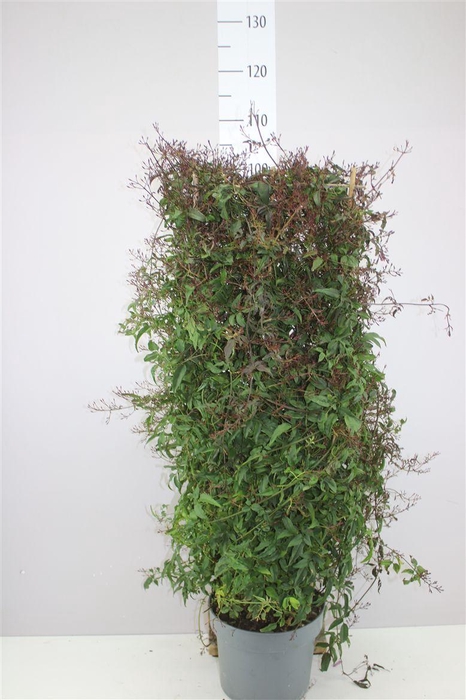 <h4>Jasminum Passion Op Rek 800+</h4>