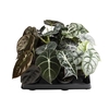 ALOCASIA CUPREA MIX P6