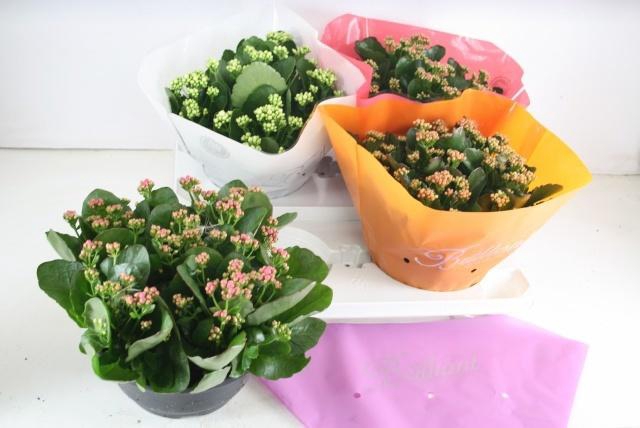 <h4>KAL GE GEM 4 KL</h4>