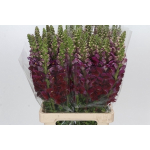 Antirrhinum Potomac Red