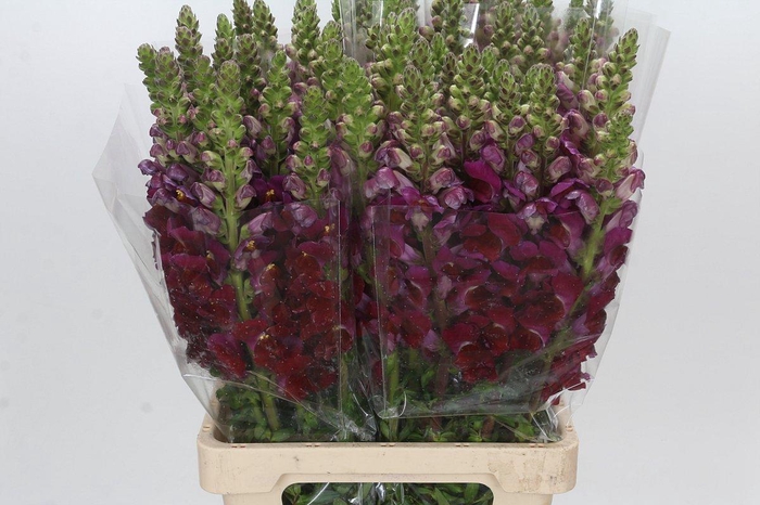 <h4>Antirrhinum Potomac Red</h4>