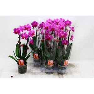 Phalaenopsis Elegans Cascade 12Ø 45cm 2st 16fl