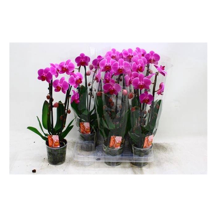<h4>Phalaenopsis Elegans Cascade 12Ø 45cm 2st 16fl</h4>