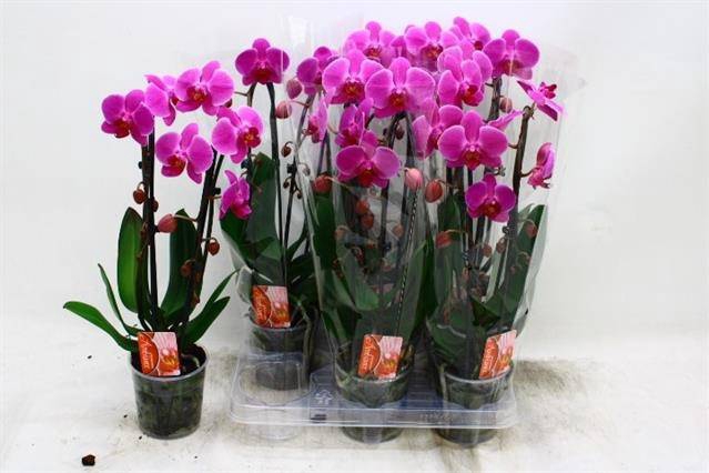 Phalaenopsis Elegans Cascade 12Ø 45cm 2st 16fl