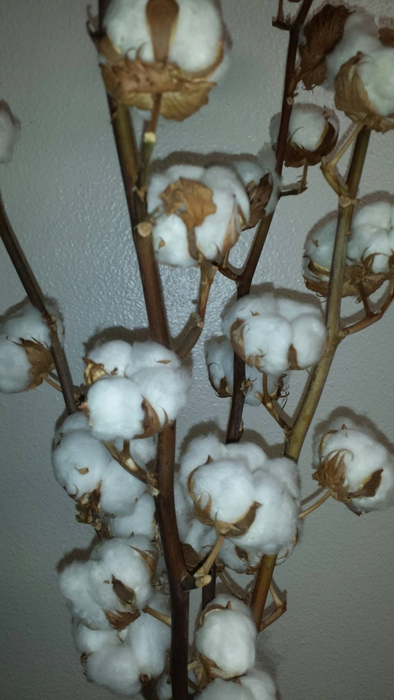 Dried Cotton Gossypium