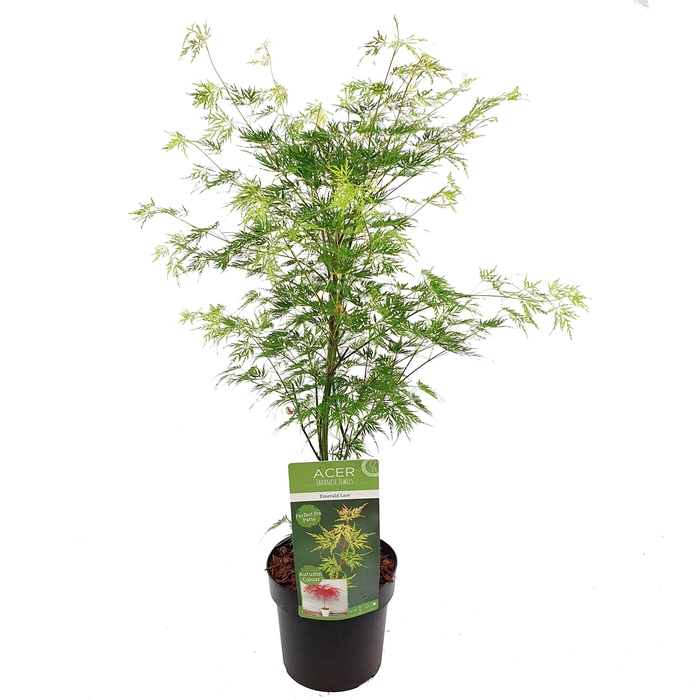 <h4>Acer palm. 'Emerald Lace'</h4>