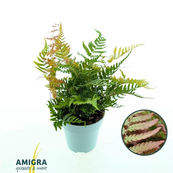 <h4>Dryopteris erythrosora</h4>