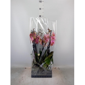 Phalaenopsis  'Jupiter'