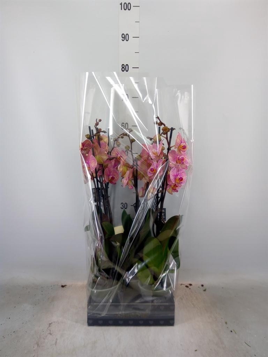 <h4>Phalaenopsis  'Jupiter'</h4>