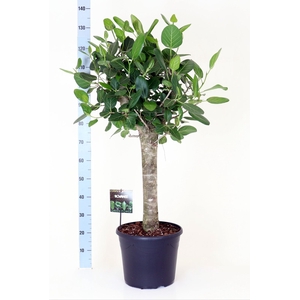 Ficus benghalensis 'Audrey'
