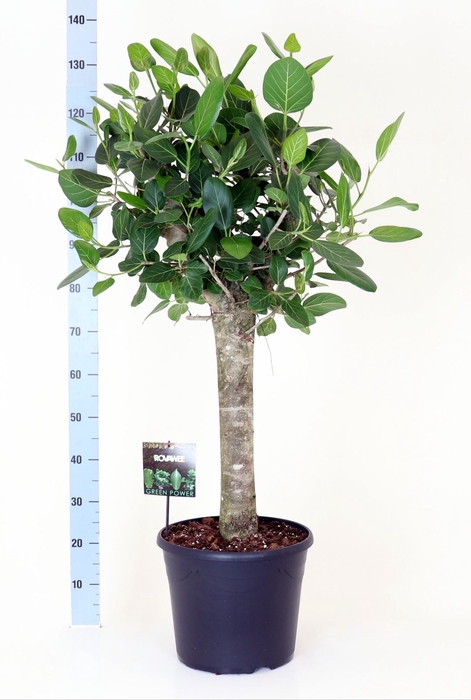 <h4>Ficus benghalensis 'Audrey'</h4>