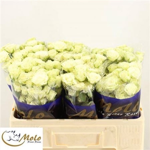 Rosa spray Green Glow