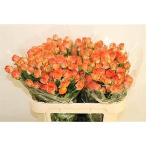R TR CHAMP BLOSSOMS