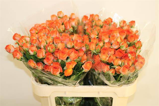 <h4>R TR CHAMP BLOSSOMS</h4>