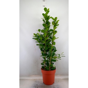 Ficus microcarpa 'Moclame'