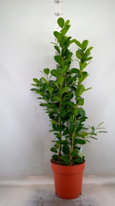 <h4>Ficus microcarpa 'Moclame'</h4>