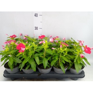 Catharanthus ros. 'Titan-Ium R Red'