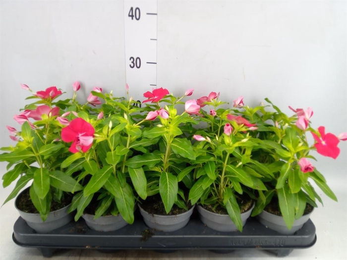 <h4>Catharanthus ros. 'Titan-Ium R Red'</h4>