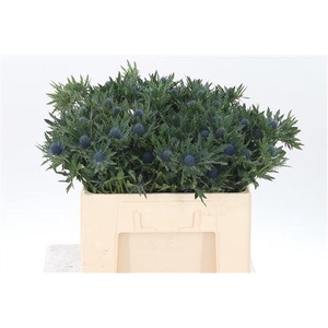 Eryngium Aquarius Qstar